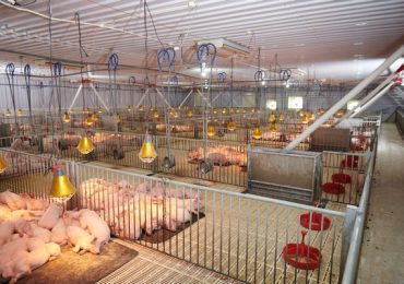 GREENFEED Việt Nam lọt vào top nhà sản xuất heo lớn nhất thế giới 2024
