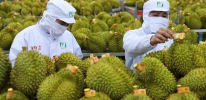 Nhiều xe sầu riêng Việt Nam thông quan sang Trung Quốc dịp đầu năm