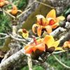 Ngắm hoa gạo màu cam trên ‘cây di sản Việt Nam’ đầu tiên ở Quảng Bình