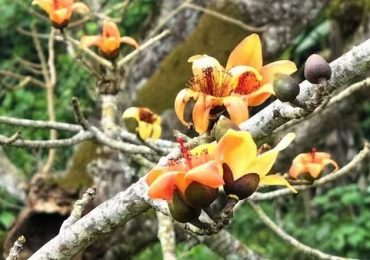 Ngắm hoa gạo màu cam trên ‘cây di sản Việt Nam’ đầu tiên ở Quảng Bình