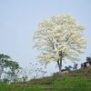 Ghé thăm Lào Cai mùa hoa sưa trắng