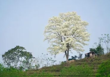 Ghé thăm Lào Cai mùa hoa sưa trắng