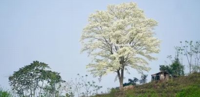 Ghé thăm Lào Cai mùa hoa sưa trắng