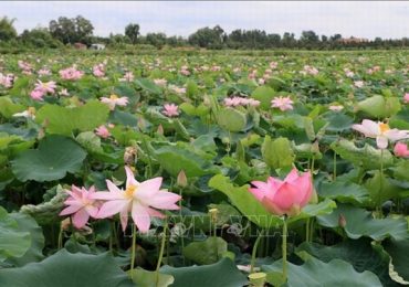Cấp 1.441 bằng độc quyền sáng chế trong tháng 6/2025