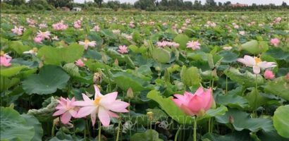 Cấp 1.441 bằng độc quyền sáng chế trong tháng 6/2025