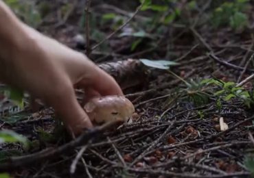 Nguy hiểm khi ăn phải nấm độc ‘đội lốt’ nấm rừng