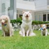 Khán giả khóc nghẹn với hành trình đầy yêu thương trong ‘Tạm Biệt Gohan’