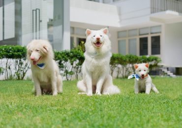 Khán giả khóc nghẹn với hành trình đầy yêu thương trong ‘Tạm Biệt Gohan’