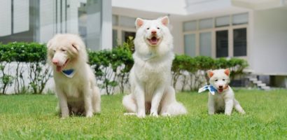 Khán giả khóc nghẹn với hành trình đầy yêu thương trong ‘Tạm Biệt Gohan’
